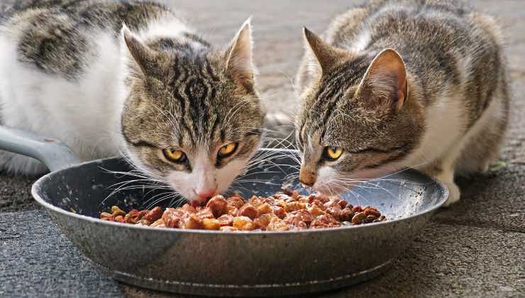 Gatto mangia in compagnia di un altro gatto