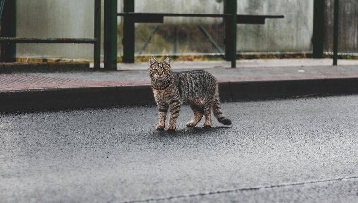 Gatto Egyptian Mau in giro per strada