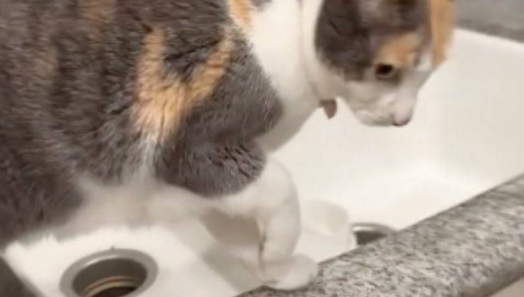 Gatto si muove vicino al lavandino di casa