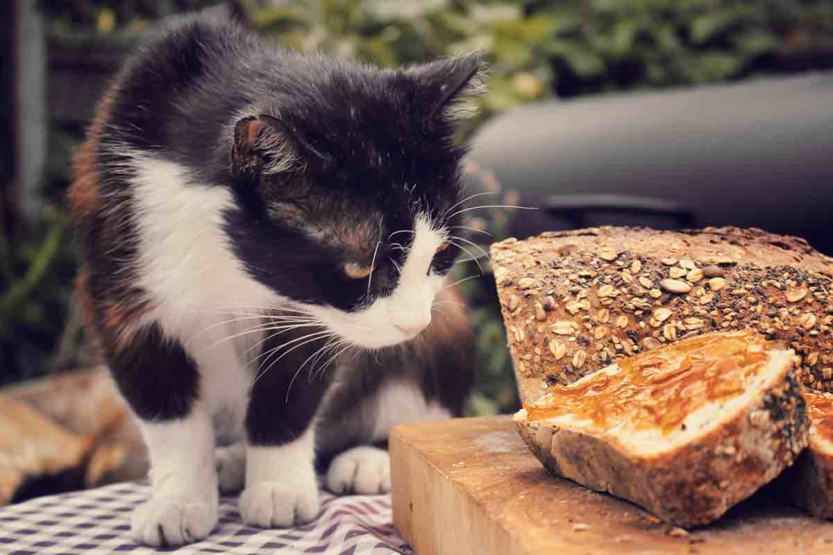 Gatto tricolore annusa una pagnotta di pane