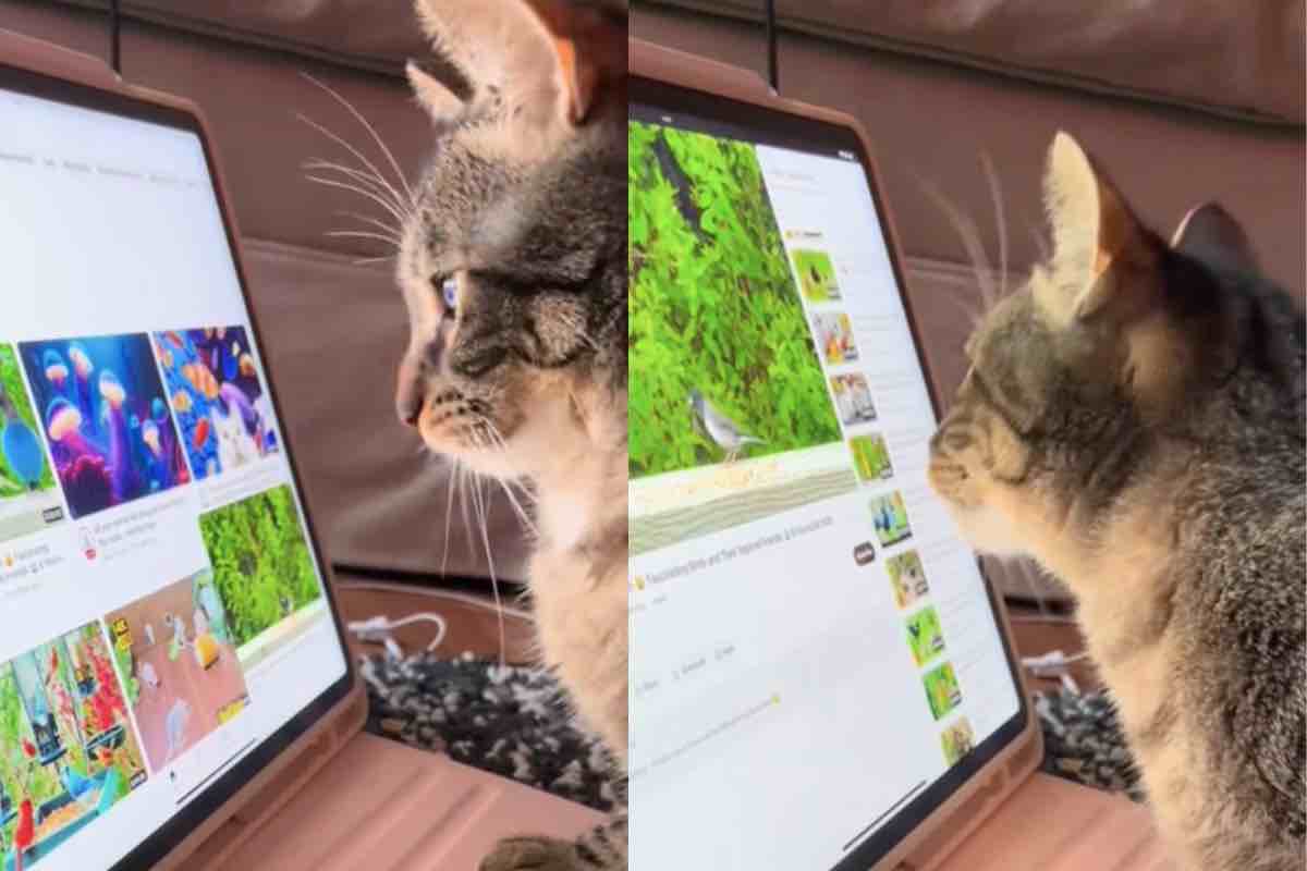 Gatto grigio guarda la natura nell’iPad