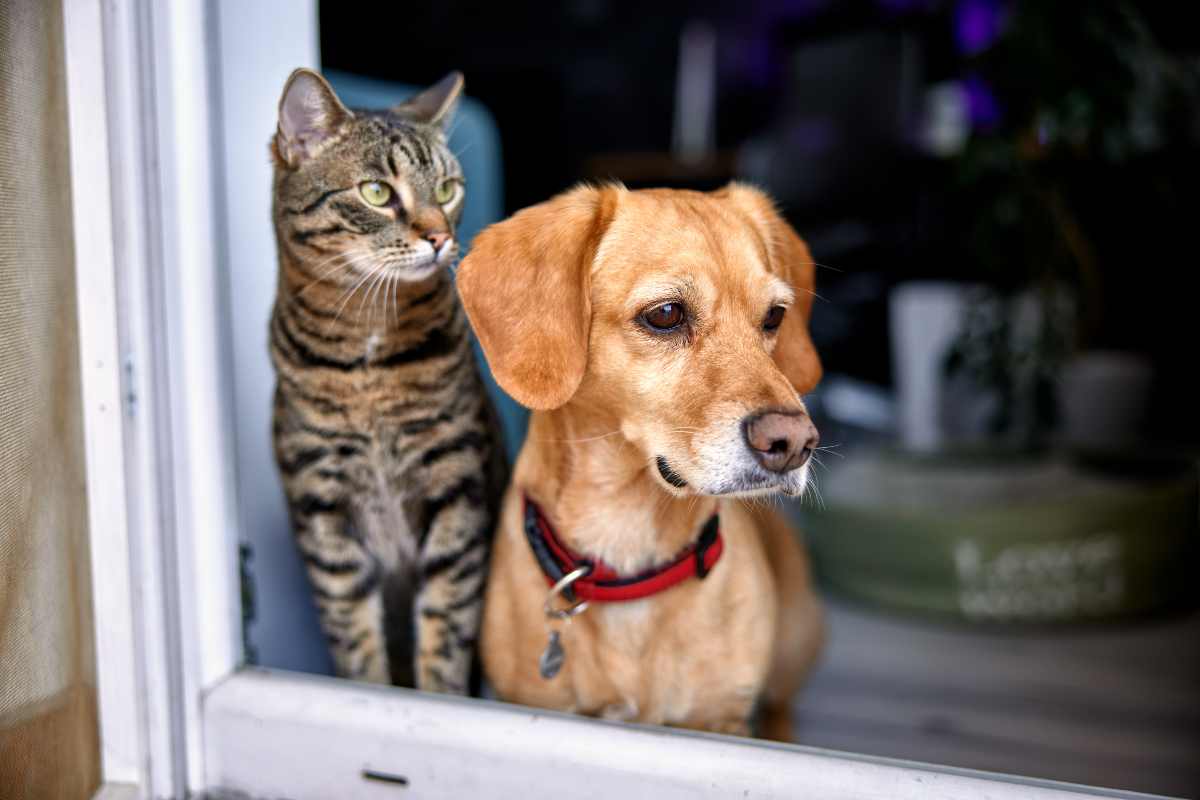 Gatto e cane guardano dalla finestra