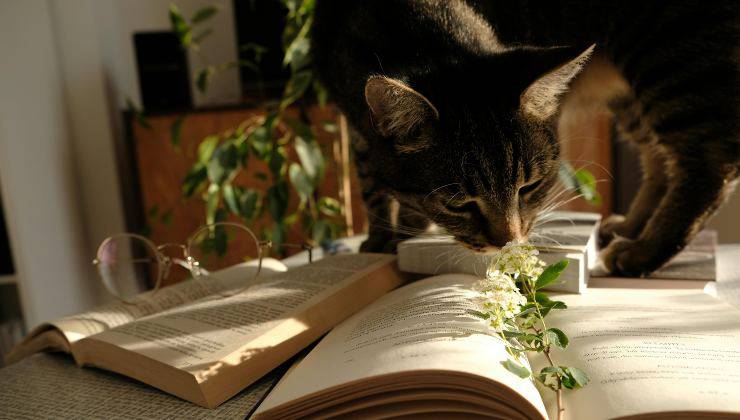 Gatto e libri