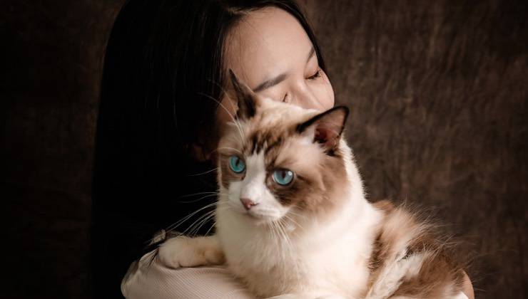 Donna abbraccia un gatto con gli occhi celesti 