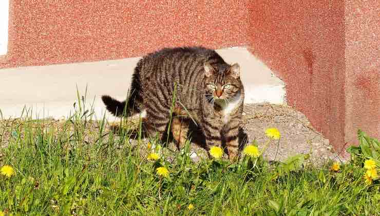 Gatto striato tra le margherite di un prato