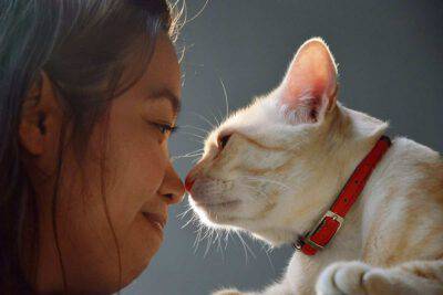 Gatto bianco tocca con il suo naso il naso della donna dandogli un bacio all'eschimese