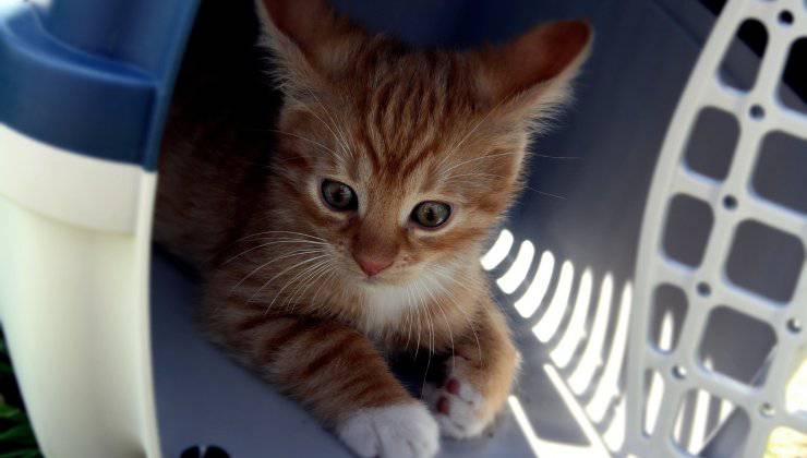 Gatto nel trasportino 
