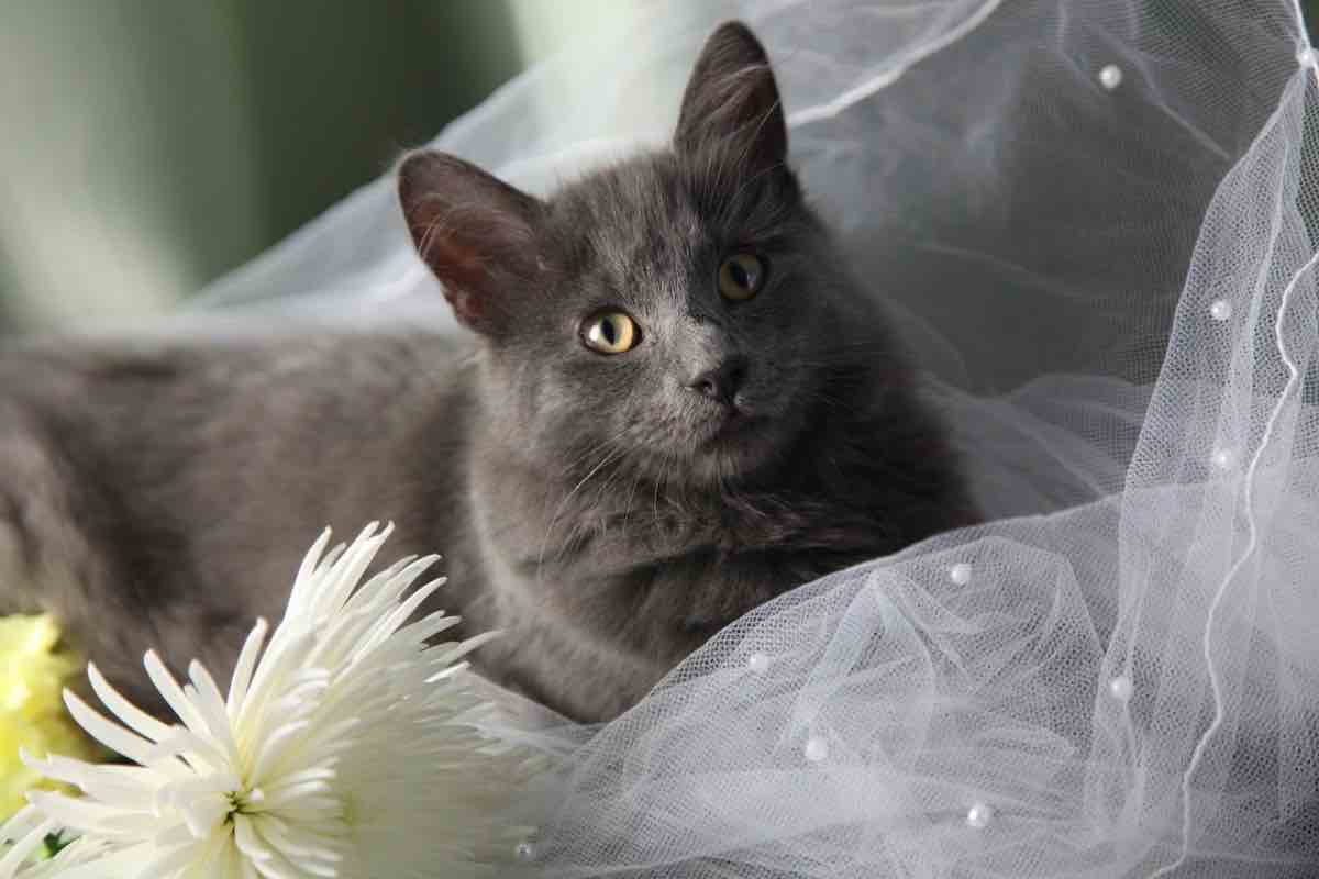 Gatto grigio seduto nel velo da sposa