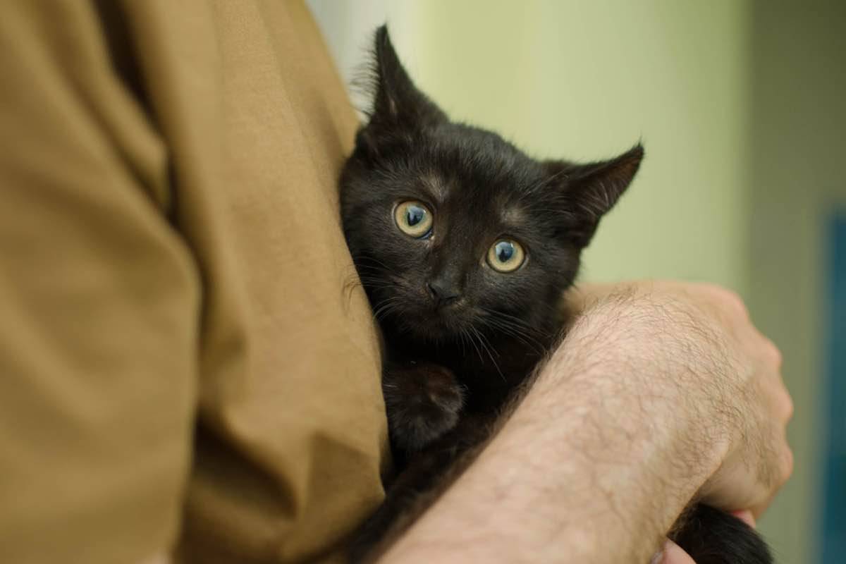 Gatto nero tra le braccia di un essere umano