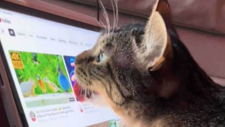 Gatto usa la lingua per cambiare le immagini dell’iPad 