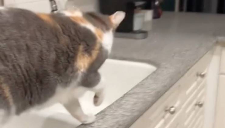 Gatto bianco cammina su usando una sola zampa 