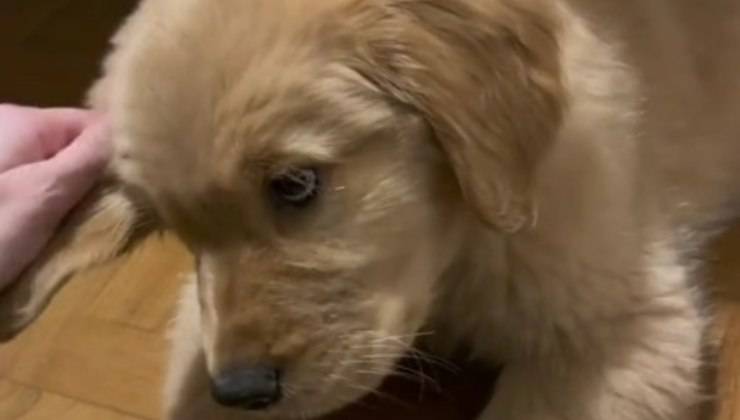 Golden Retriever cucciolo 