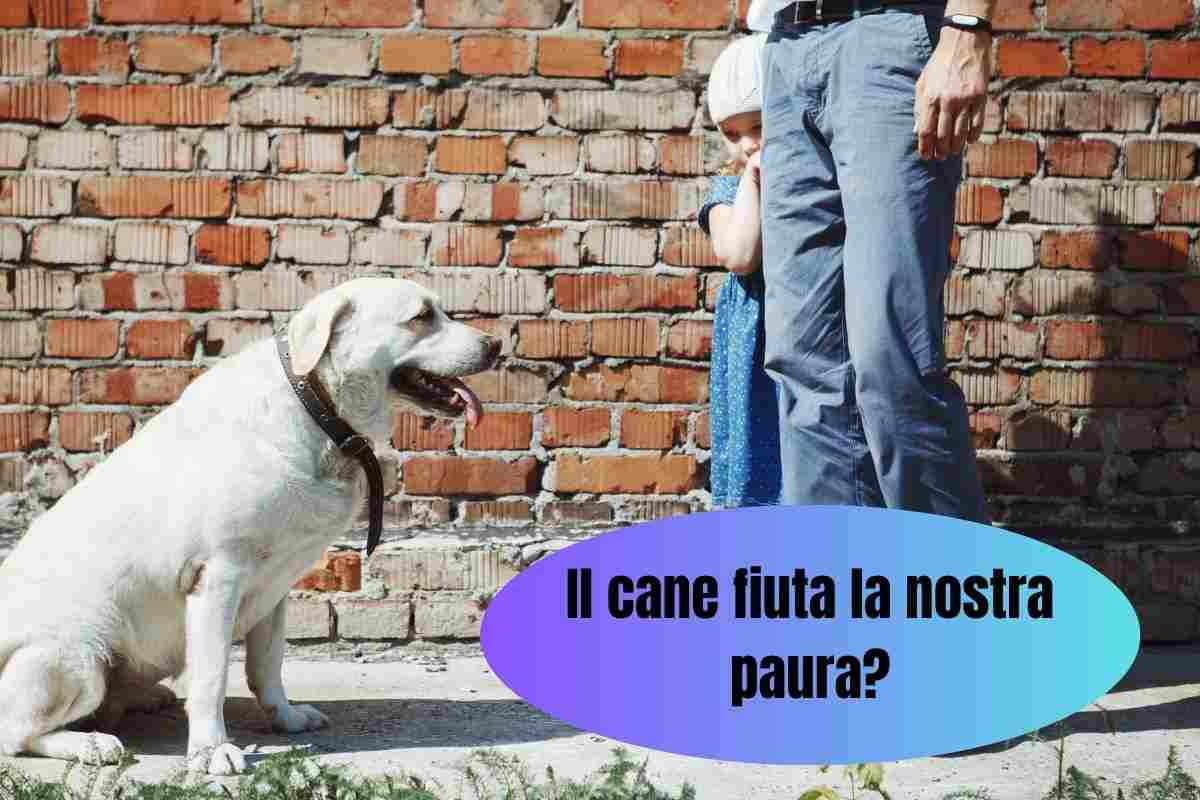 Il cane fiuta la paura della bambina che si nasconde dietro la gamba del papà