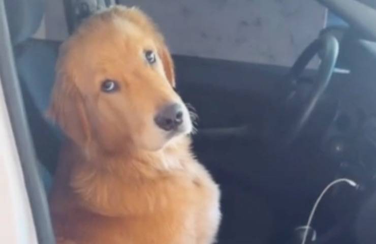 Cane dal pelo arancione sul sedile guarda in camera 