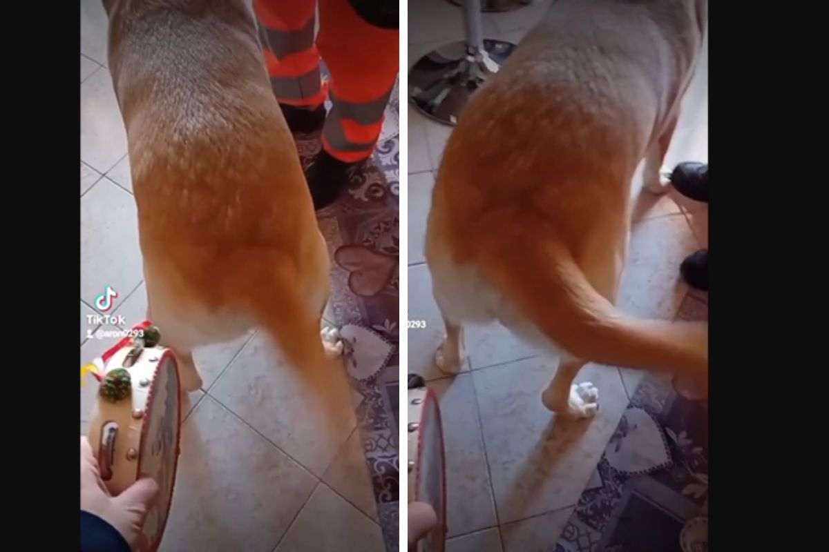 Labrador che suona il tamburello