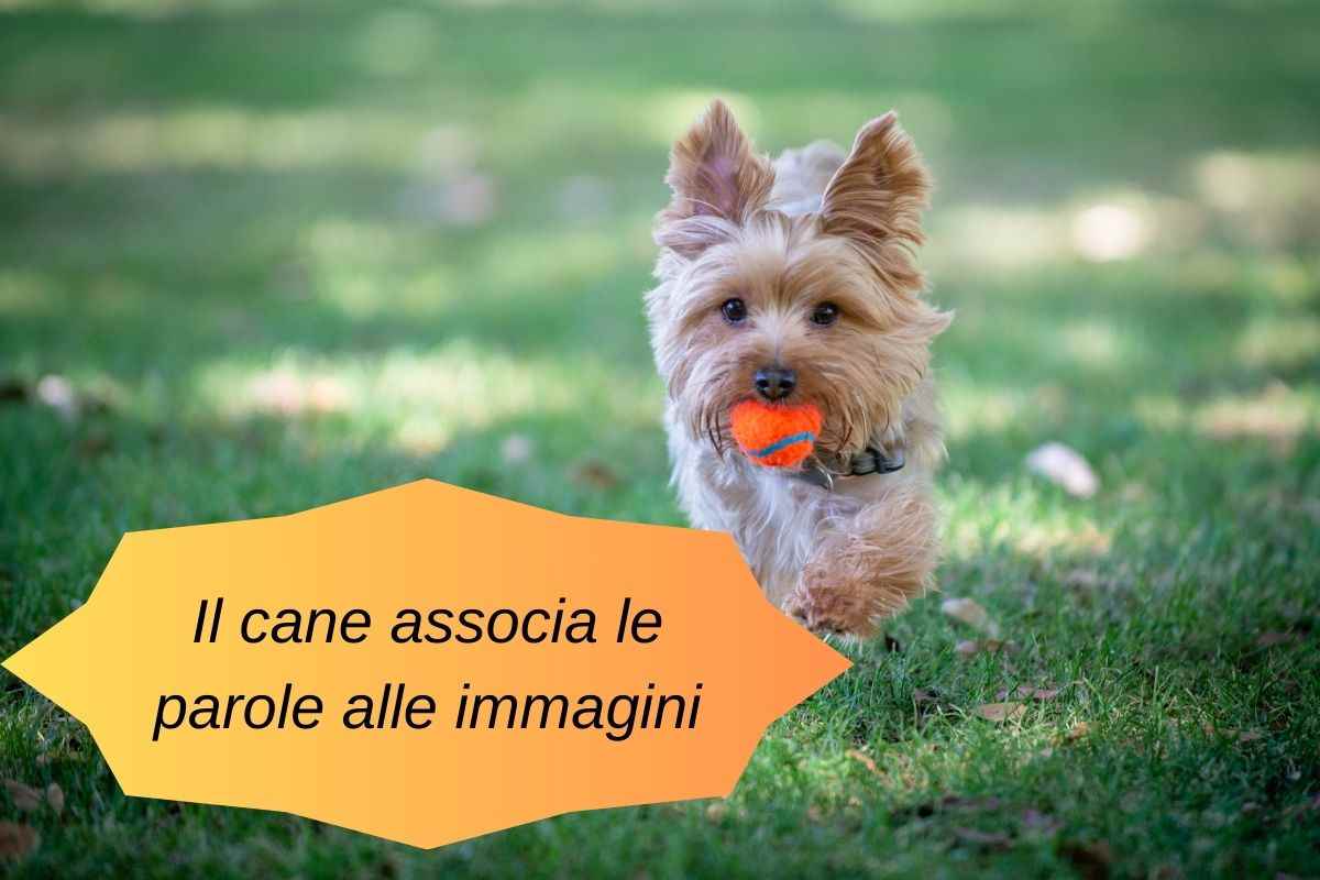 Cane va a prendere la palla arancione che gli ha chiesto il padrone segno che i cani associano le parole alle immagini