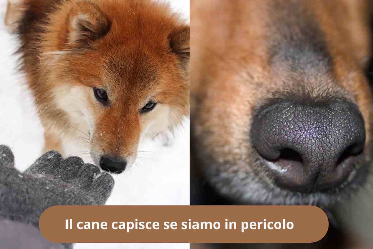 Cani che fiutano