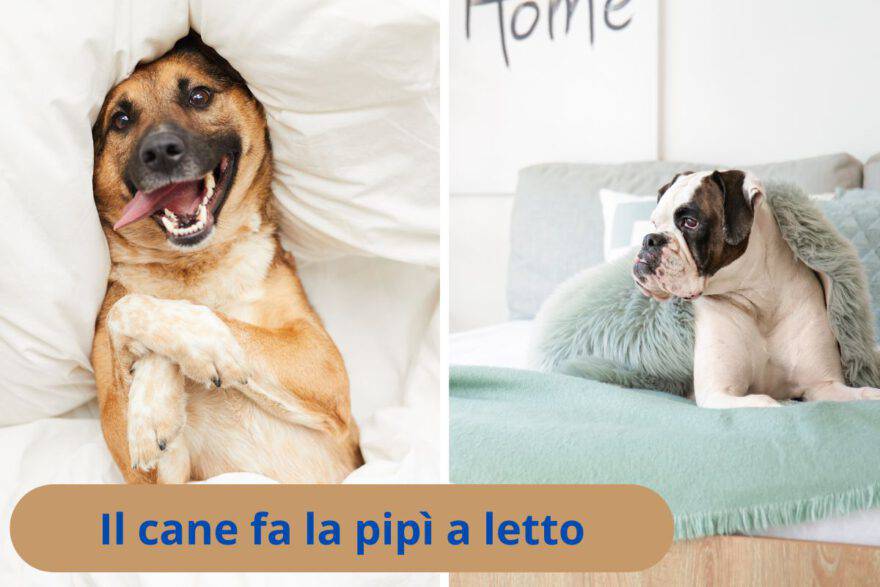 Il mio cane fa la pipi sul letto. Che Significa?