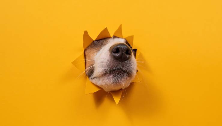 Cane con il muso bloccato in un buco fatto nel muro giallo