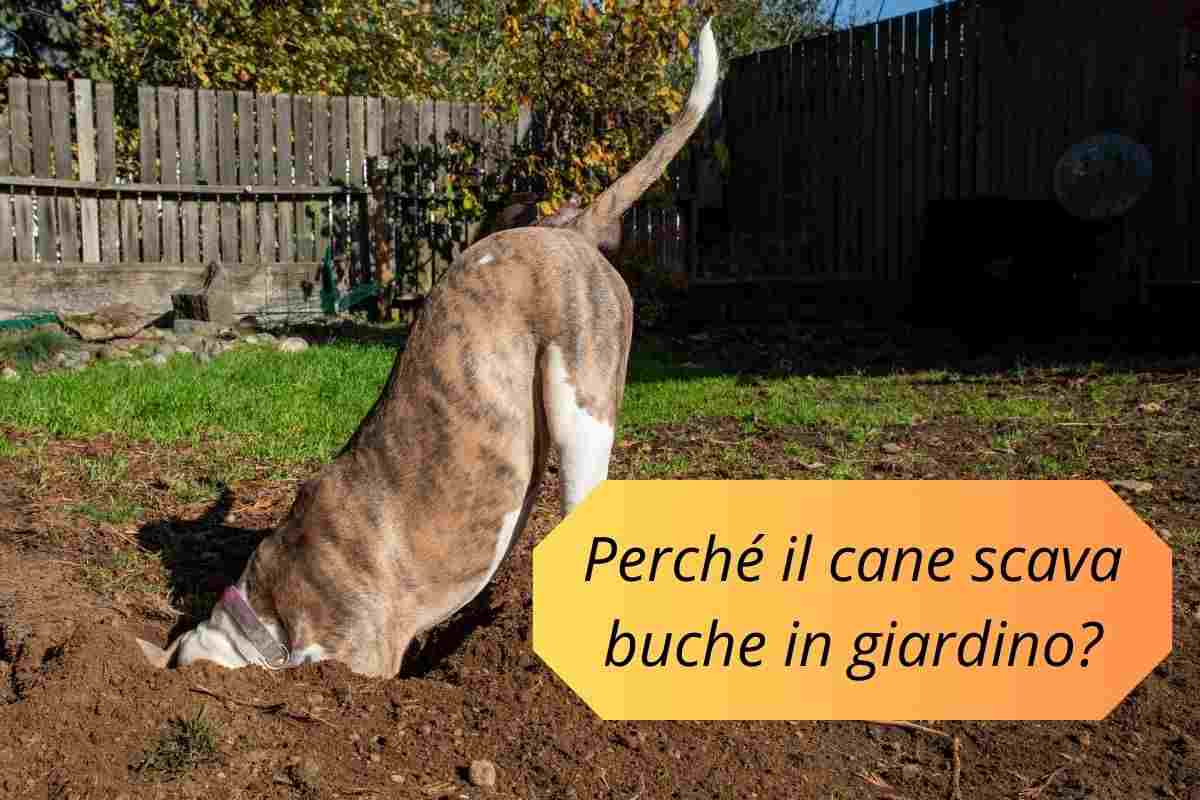 Cane scava buche nel terreno del giardino