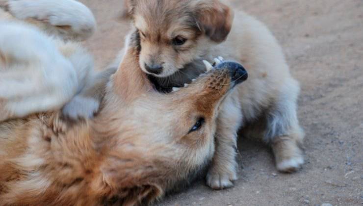 Cani giocano con i morsi