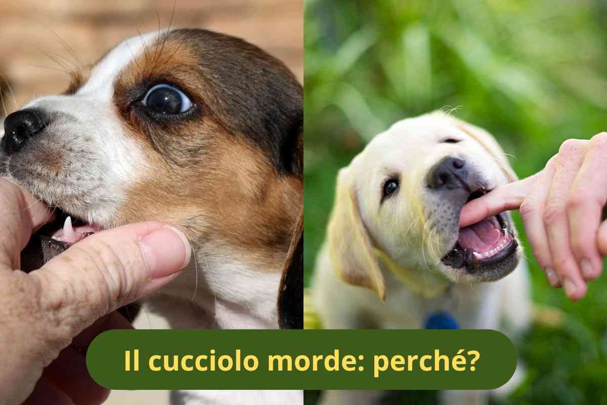 Cuccioli mordono le mani