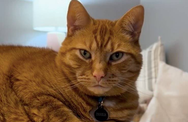 Gatto rosso seduto in camera da letto