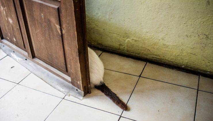 Gatto dietro la porta