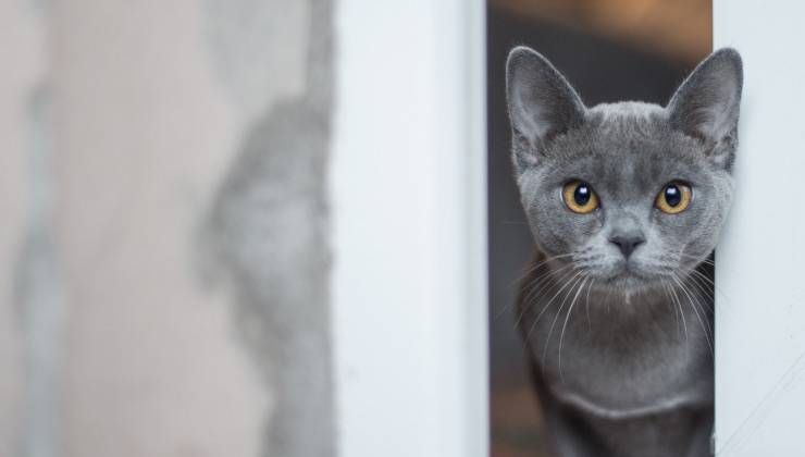 Gatto grigio guarda fuori dalla finestra 