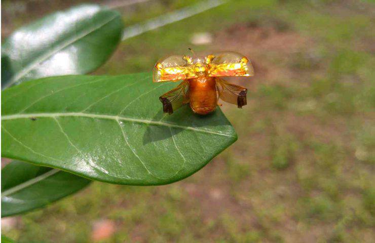 Sembrano orecchini d'oro ma in verità sono insetti