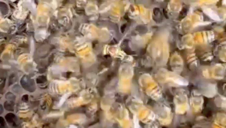 Centinaia di api posizionate vicine prima della migrazione 