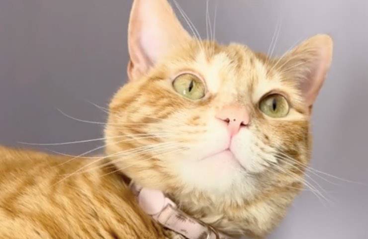 Gatto arancione dagli occhi verde chiaro su sfondo grigio