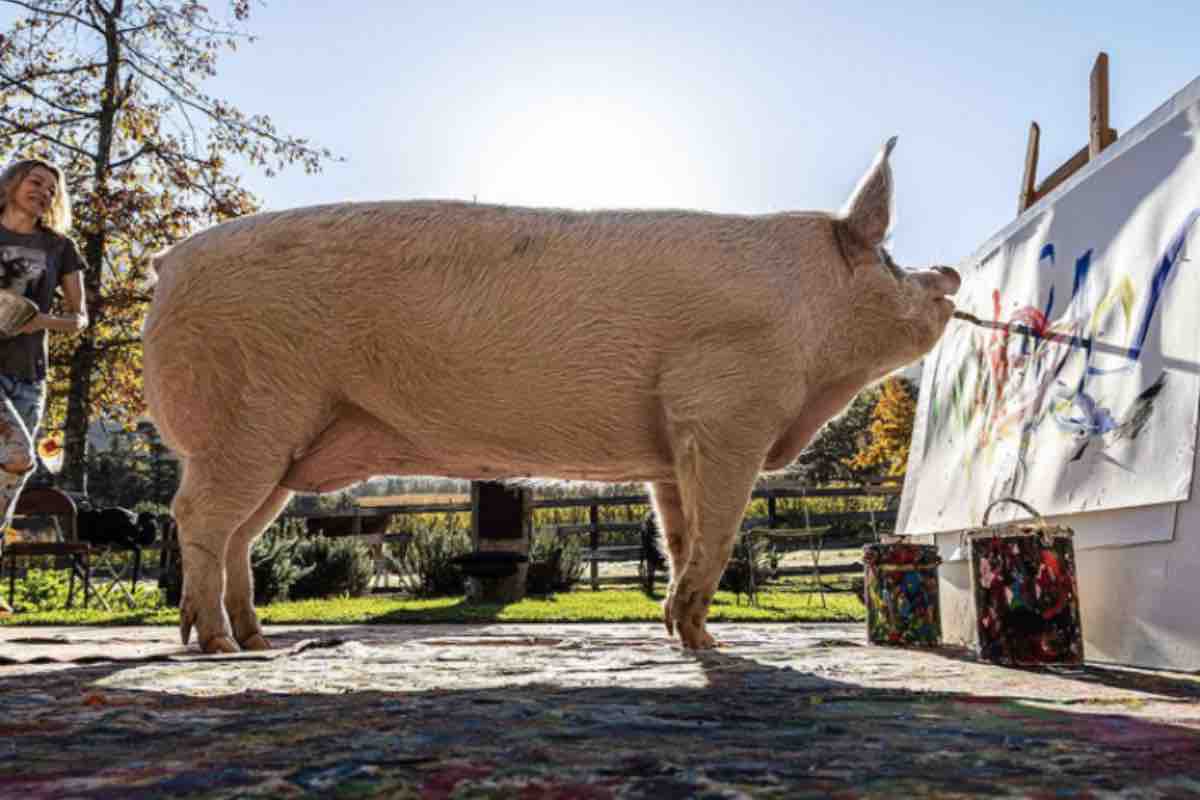 Il maiale Pigcasso mentre dipinge in giardino