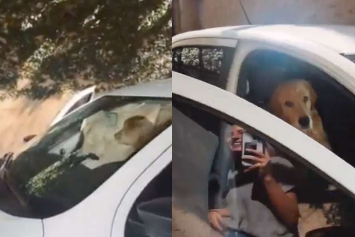 Cane seduto in auto sul sedile del passeggero
