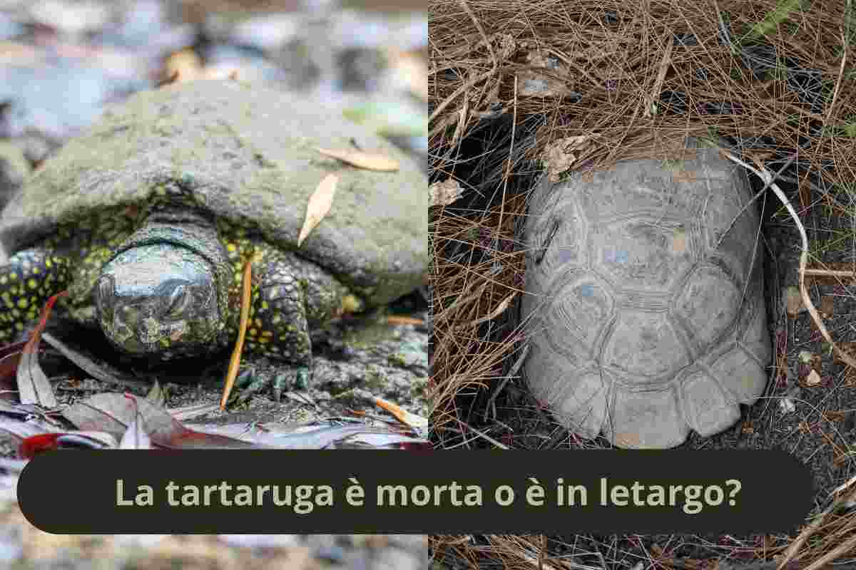 Tartaruga immobile