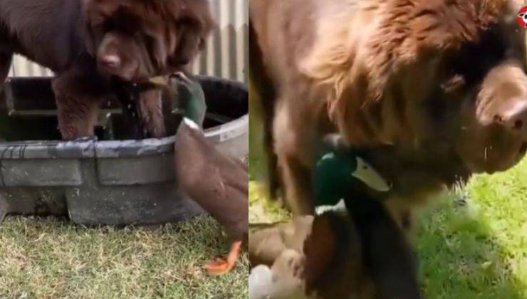 Cane e anatra in piscina