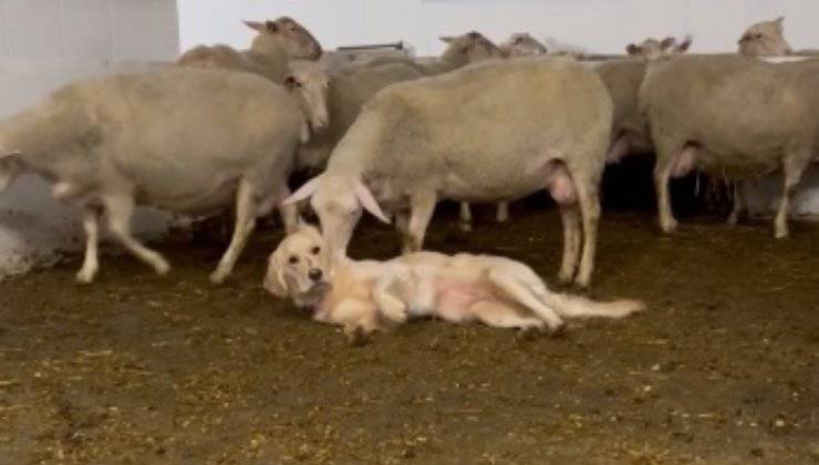 Cane Labrador con le pecore 