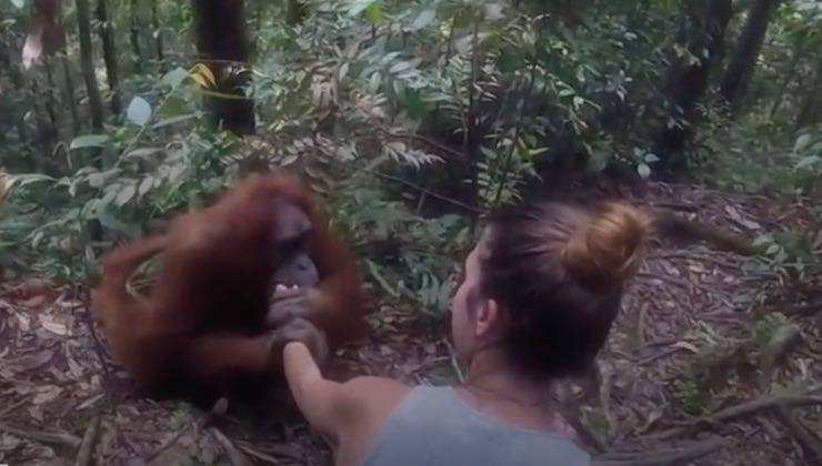 Orango tiene la mano della donna nel bosco 