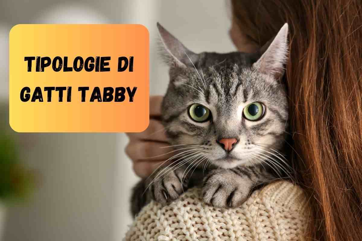 Gatto tabby in braccio ad una donna