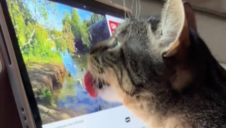 Gatto usa la lingua per usare la piattaforma di condivisione 