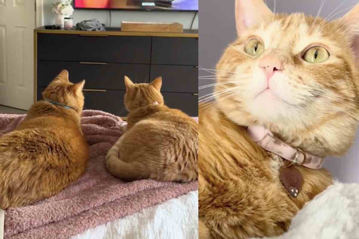 2 gatti arancioni sul letto accanto a una gattina dal collare rosa