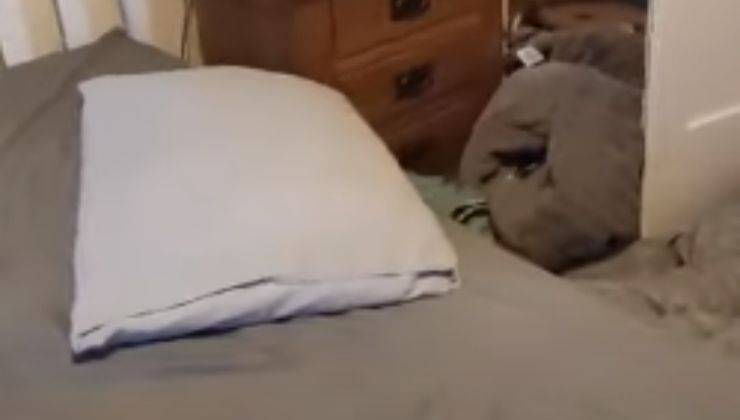 Nascondiglio del tasso