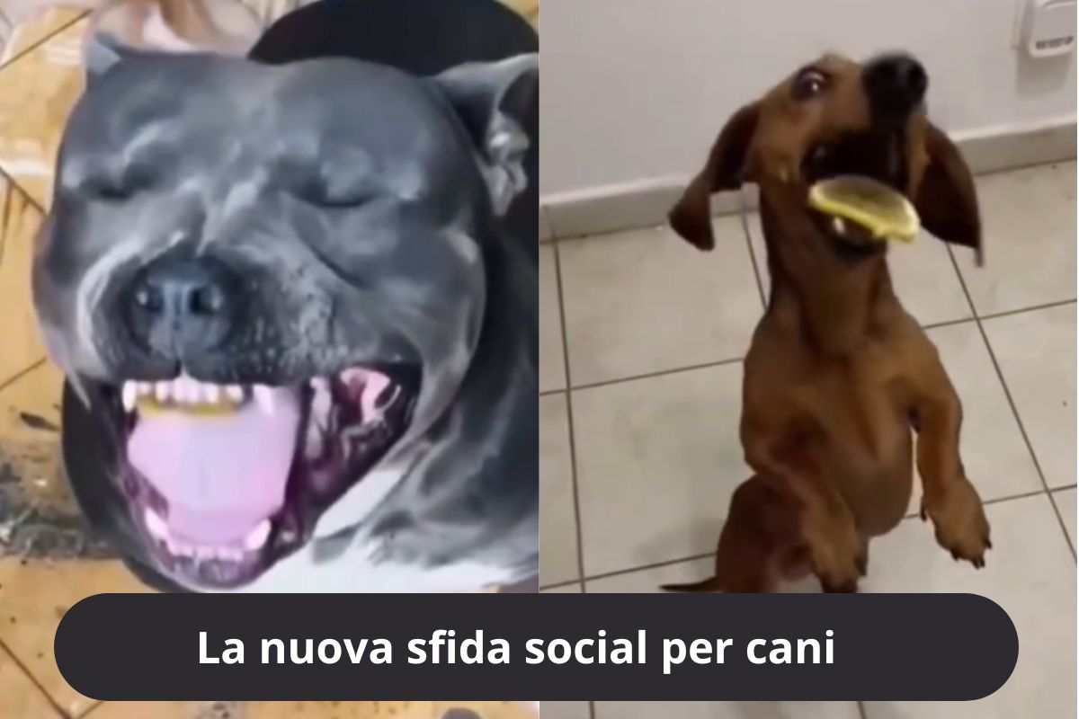 Cani che mangiano limoni