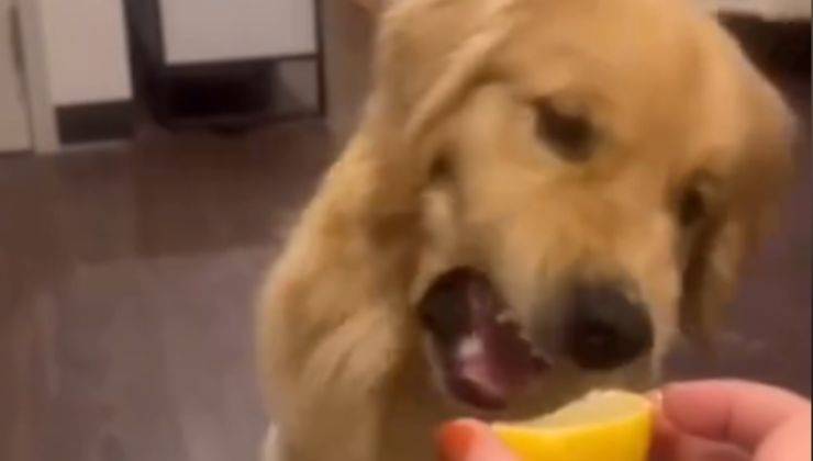 Cane mangia un limone