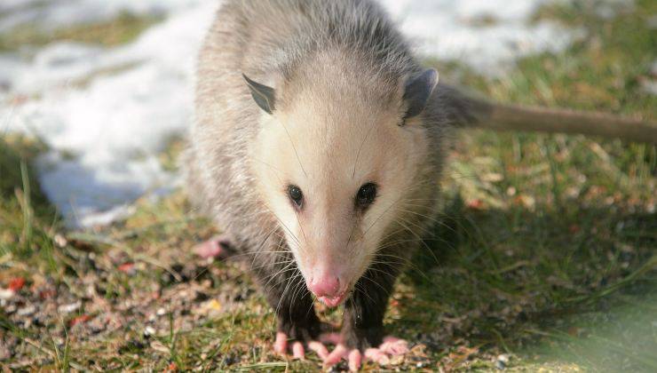 Opossum adulto 