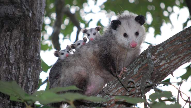 Opossum sull'albero 