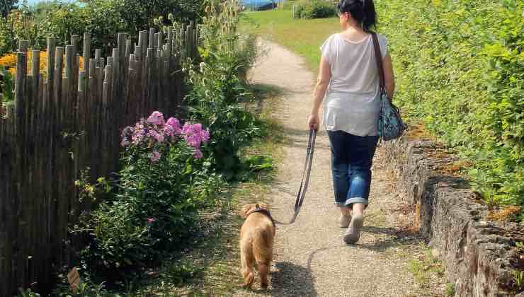 Donna cammina con cane al guinzaglio in un parco 