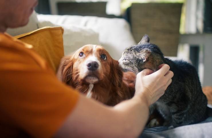 Cane e gatto insieme su divano che con lo sguardo furbo osservano la loro umana