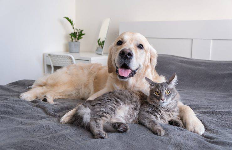 Cane e gatto sul letto che guardano con occhio furbo il loro umano