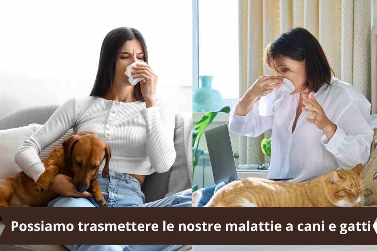 Padroni malate con cane e gatto